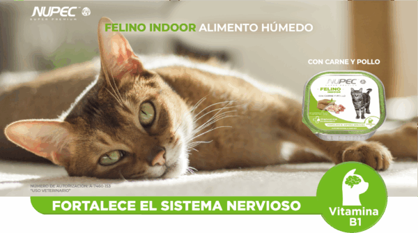 Charola de alimento húmedo para gatos adultos - Imagen 2